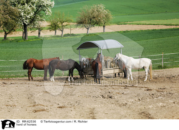 Pferdeherde / herd of horses / RR-62536