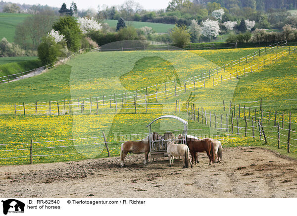 Pferdeherde / herd of horses / RR-62540