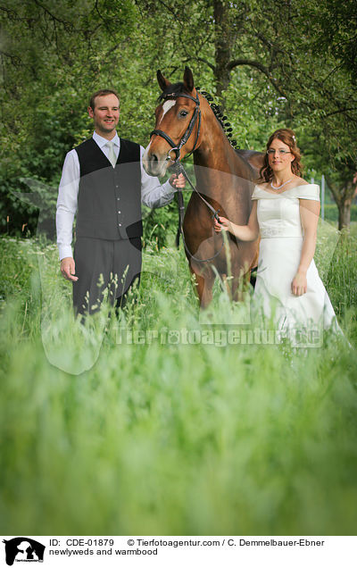 Brautpaar und Warmblut / newlyweds and warmbood / CDE-01879