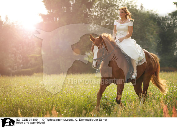 Braut und Warmblut / bride and warmblood / CDE-01889