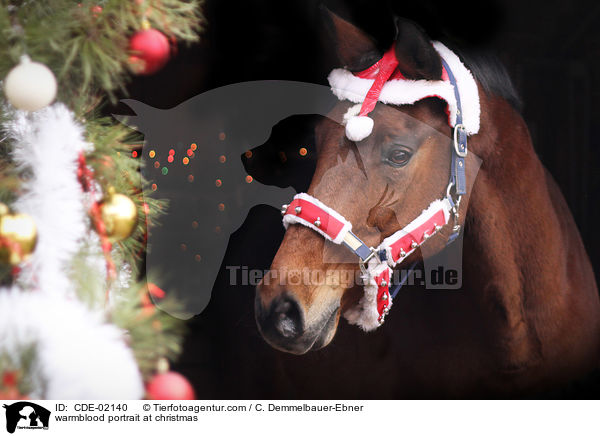 Warmblut Portrait zu Weihnachten / warmblood portrait at christmas / CDE-02140