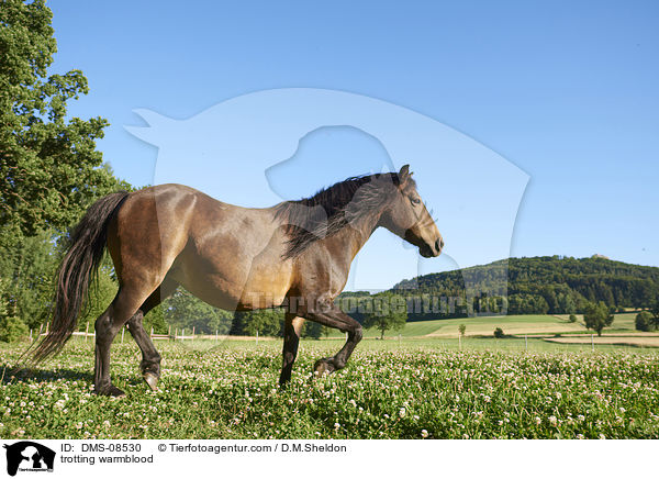 trabendes Warmblut / trotting warmblood / DMS-08530