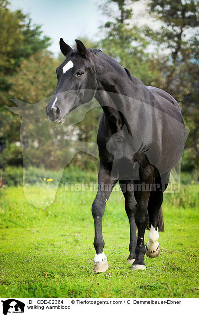 laufendes Warmblut / walking warmblood / CDE-02364