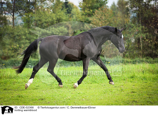 tabendes Warmblut / trotting warmblood / CDE-02368