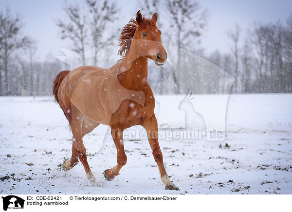 trabendes Warmblut / trotting warmblood / CDE-02421