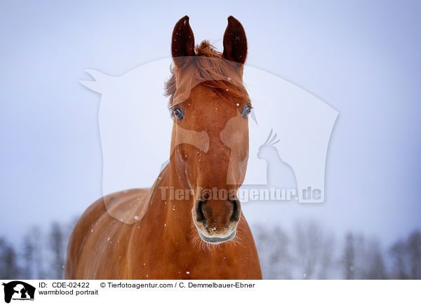 Warmblut Portrait / warmblood portrait / CDE-02422