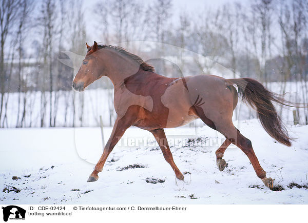 trabendes Warmblut / trotting warmblood / CDE-02424