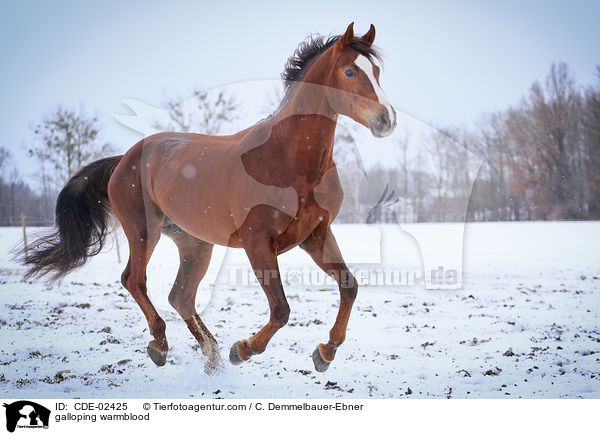 galoppierndes Warmblut / galloping warmblood / CDE-02425