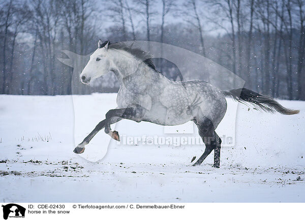 Schimmel im Schnee / horse in the snow / CDE-02430