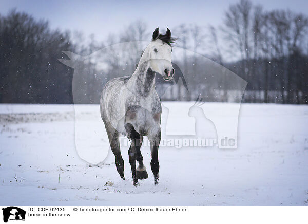 Schimmel im Schnee / horse in the snow / CDE-02435