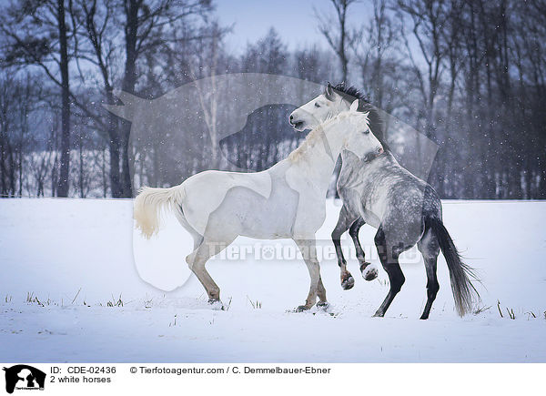 2 Schimmel / 2 white horses / CDE-02436