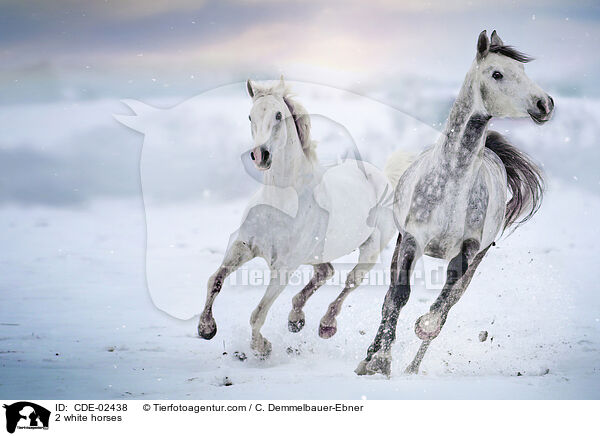 2 Schimmel / 2 white horses / CDE-02438