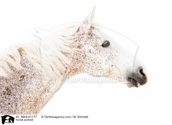 Pferd Portrait / horse portrait / MAS-01177