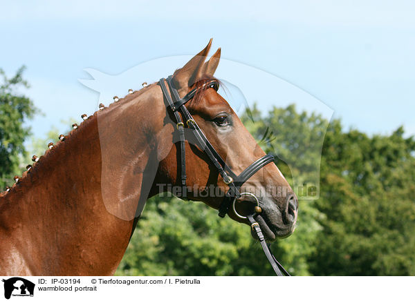 Warmblut Portrait / warmblood portrait / IP-03194