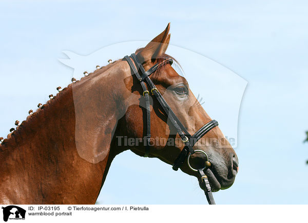 Warmblut Portrait / warmblood portrait / IP-03195