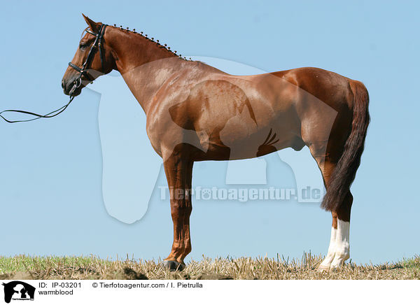 Warmblut / warmblood / IP-03201