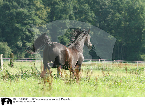 galoppierendes Warmblut / galloping warmblood / IP-03408