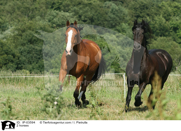 2 horses / IP-03594