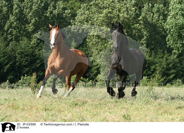 2 Pferde / 2 horses / IP-03596