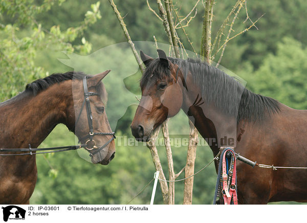 2 Pferde / 2 horses / IP-03601