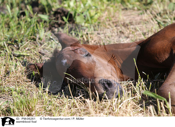 Warmblut Fohlen / warmblood foal / PM-06261