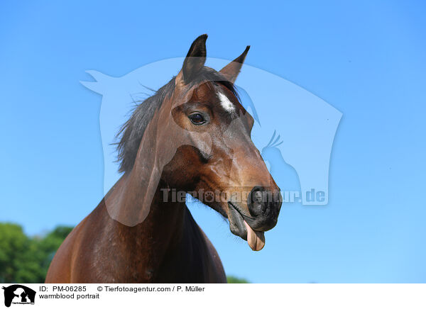 Warmblut Portrait / warmblood portrait / PM-06285