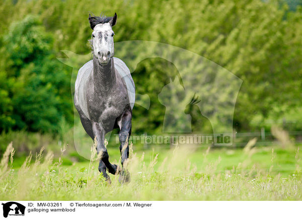 galoppierendes Warmblut / galloping warmblood / MW-03261