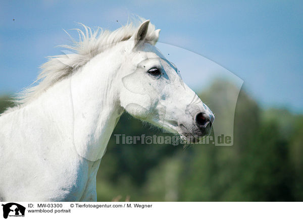 warmblood portrait / MW-03300