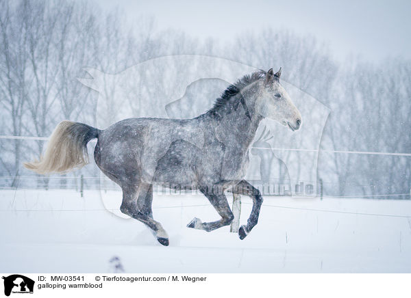 galoppierendes Warmblut / galloping warmblood / MW-03541