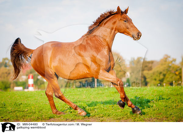 galoppierendes Warmblut / galloping warmblood / MW-04480