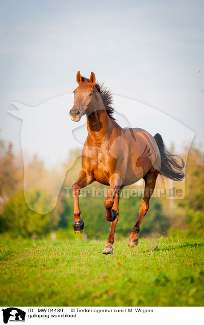 galoppierendes Warmblut / galloping warmblood / MW-04489