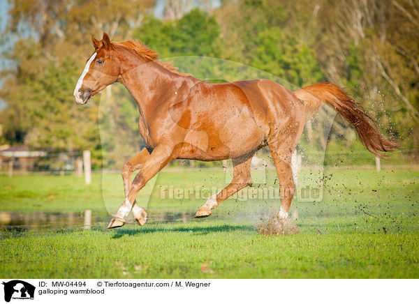 galoppierendes Warmblut / galloping warmblood / MW-04494