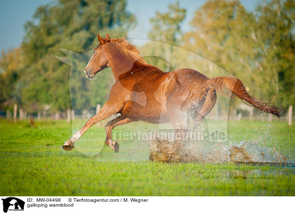 galoppierendes Warmblut / galloping warmblood / MW-04498