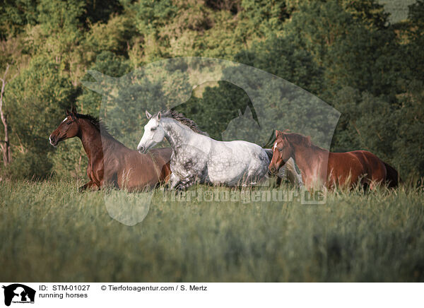 rennende Pferde / running horses / STM-01027