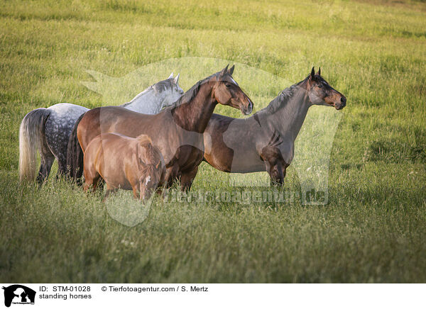 stehende Pferde / standing horses / STM-01028