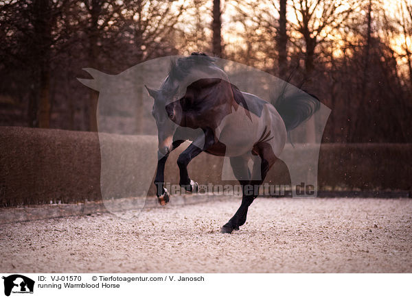 rennendesWarmblut / running Warmblood Horse / VJ-01570