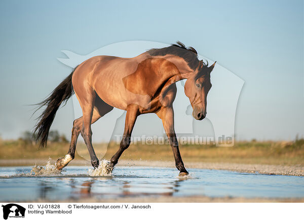 trotting Warmblood / VJ-01828