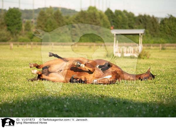 liegende Deutsches Warmblut / lying Warmblood Horse / VJ-01873