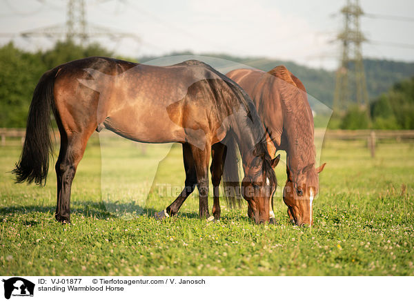 stehende Deutsches Warmblut / standing Warmblood Horse / VJ-01877