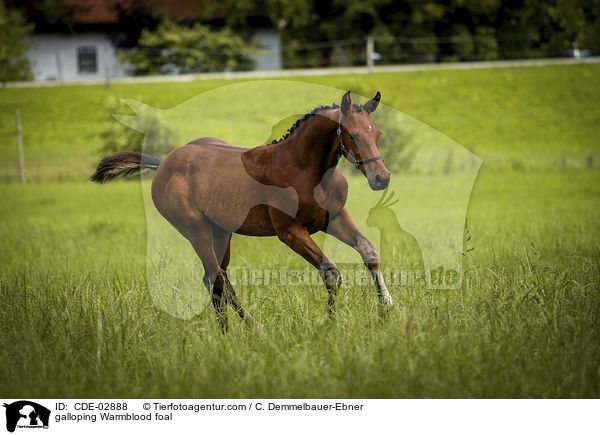 galoppierendes Warmblutfohlen / galloping Warmblood foal / CDE-02888
