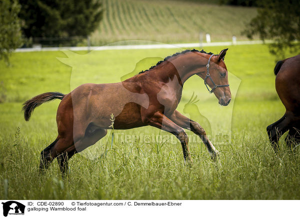 galoppierendes Warmblutfohlen / galloping Warmblood foal / CDE-02890