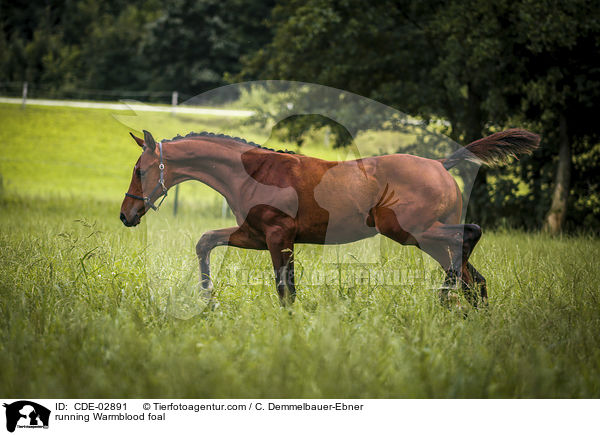 rennendes Warmblutfohlen / running Warmblood foal / CDE-02891