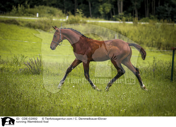 rennendes Warmblutfohlen / running Warmblood foal / CDE-02892