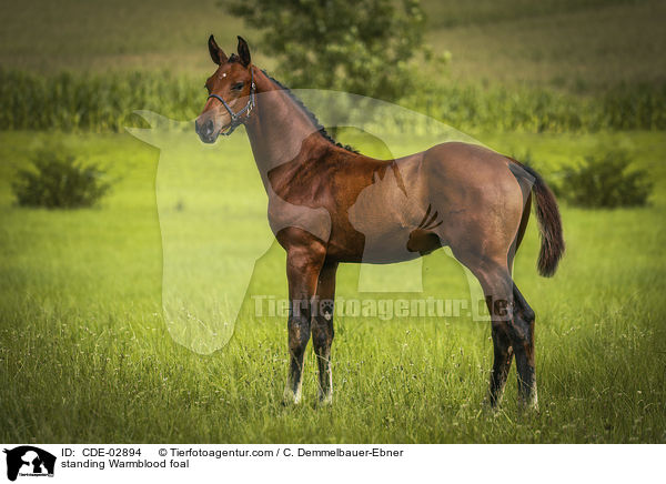 stehendes Warmblutfohlen / standing Warmblood foal / CDE-02894