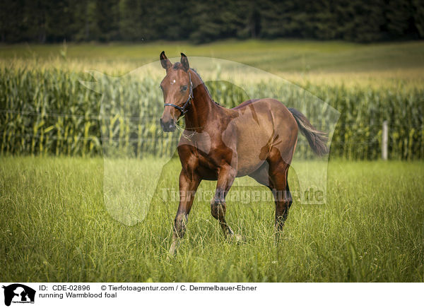 rennendes Warmblutfohlen / running Warmblood foal / CDE-02896