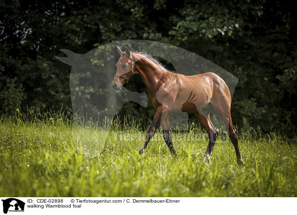 laufendes Warmblutfohlen / walking Warmblood foal / CDE-02898