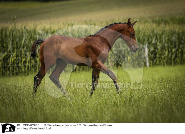 rennendes Warmblutfohlen / running Warmblood foal / CDE-02900