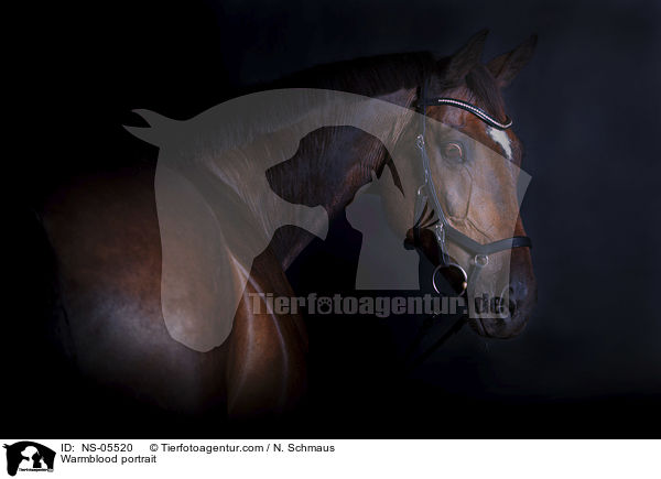 Warmblut Portrait / Warmblood portrait / NS-05520