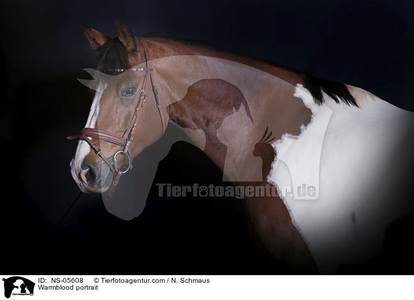 Warmblut Portrait / Warmblood portrait / NS-05608