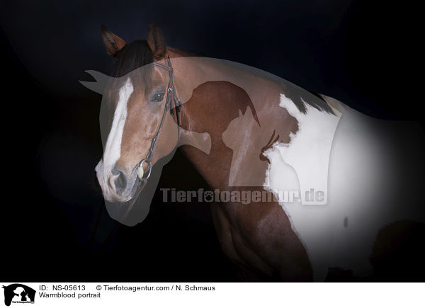 Warmblut Portrait / Warmblood portrait / NS-05613